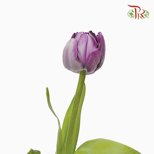 Tulip Double - Petal Purple(5 Stems / 10 Stems)-Netherland-prflorist.com.my