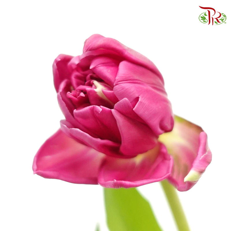 Tulip - Double Petals Dark Cerise Pink (5 Stems / 10 Stems)-Netherland-prflorist.com.my