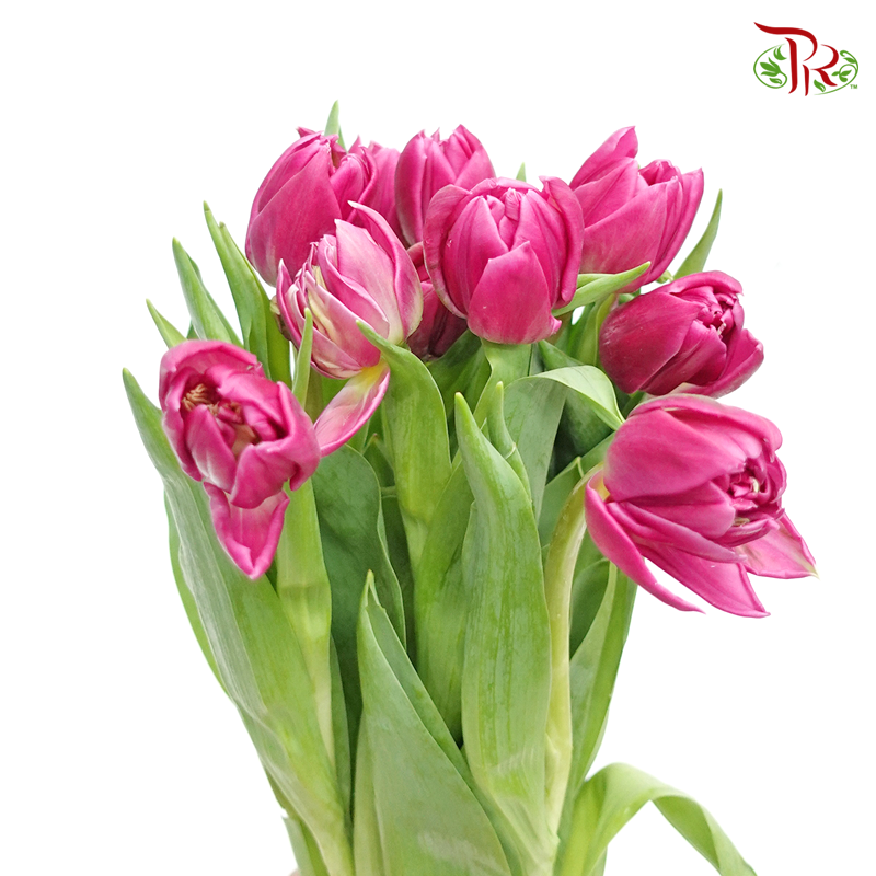 Tulip - Double Petals Dark Cerise Pink (5 Stems / 10 Stems)-Netherland-prflorist.com.my