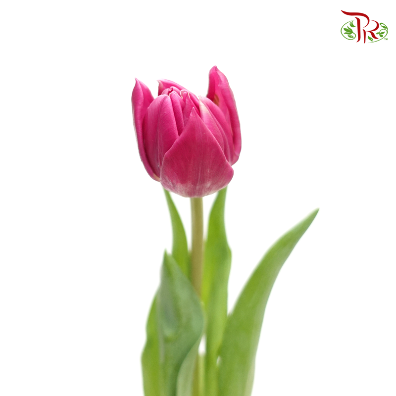 Tulip - Double Petals Dark Cerise Pink (5 Stems / 10 Stems)-Netherland-prflorist.com.my