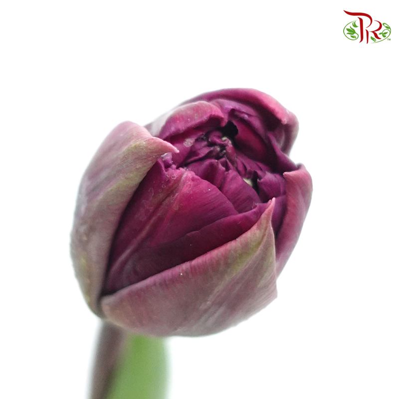 Tulip - Double Petals Dark Purple (5 Stems / 10 Stems)-Netherland-prflorist.com.my