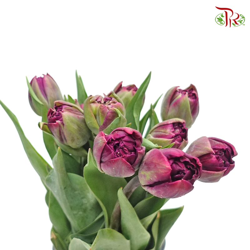 Tulip - Double Petals Dark Purple (5 Stems / 10 Stems)-Netherland-prflorist.com.my