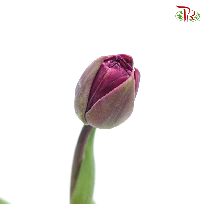 Tulip - Double Petals Dark Purple (5 Stems / 10 Stems)-Netherland-prflorist.com.my