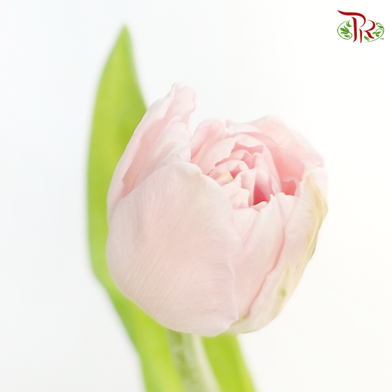 Tulip Double Petals - Light Pastel Pink (5 Stems / 10 Stems)-Netherland-prflorist.com.my