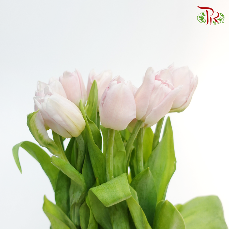 Tulip Double Petals - Light Pastel Pink (5 Stems / 10 Stems)-Netherland-prflorist.com.my