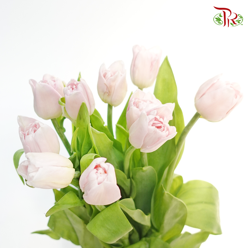 Tulip Double Petals - Light Pastel Pink (5 Stems / 10 Stems)-Netherland-prflorist.com.my
