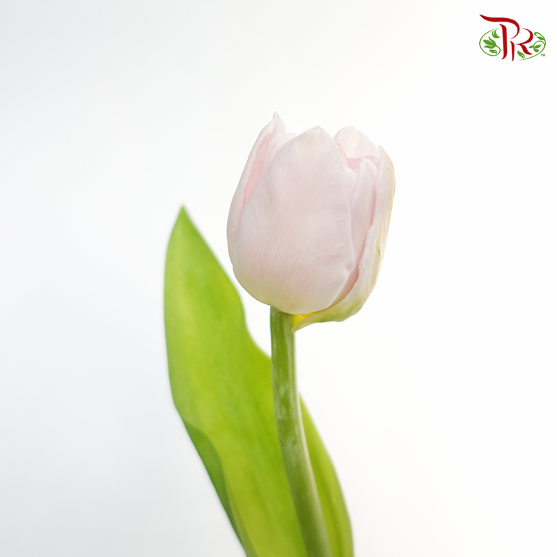 Tulip Double Petals - Light Pastel Pink (5 Stems / 10 Stems)-Netherland-prflorist.com.my