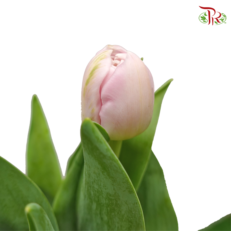 Tulip Double Petals - Light Pink (5 Stems / 10 Stems)-Netherland-prflorist.com.my