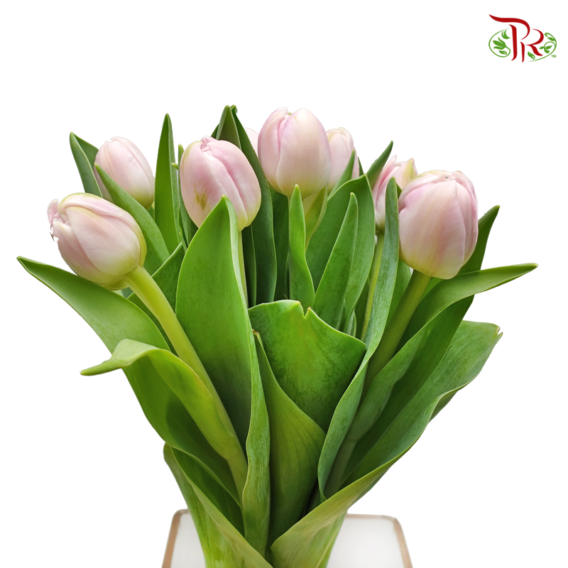 Tulip Double Petals - Light Pink (5 Stems / 10 Stems)-Netherland-prflorist.com.my
