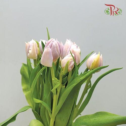 Tulip Double Petals - Light Purple (5 Stems / 10 Stems)-Netherland-prflorist.com.my