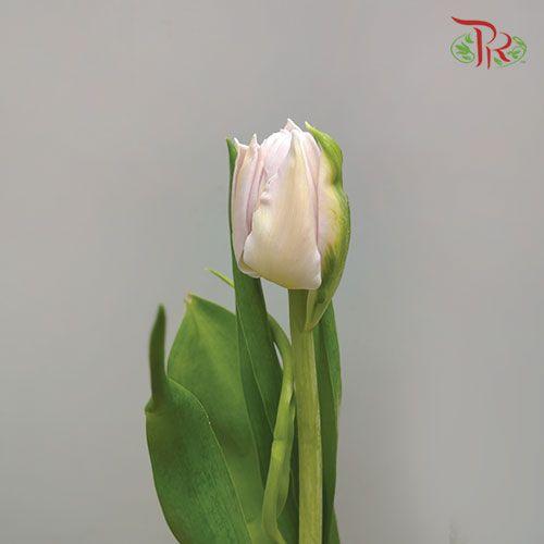 Tulip Double Petals - Light Purple (5 Stems / 10 Stems)-Netherland-prflorist.com.my
