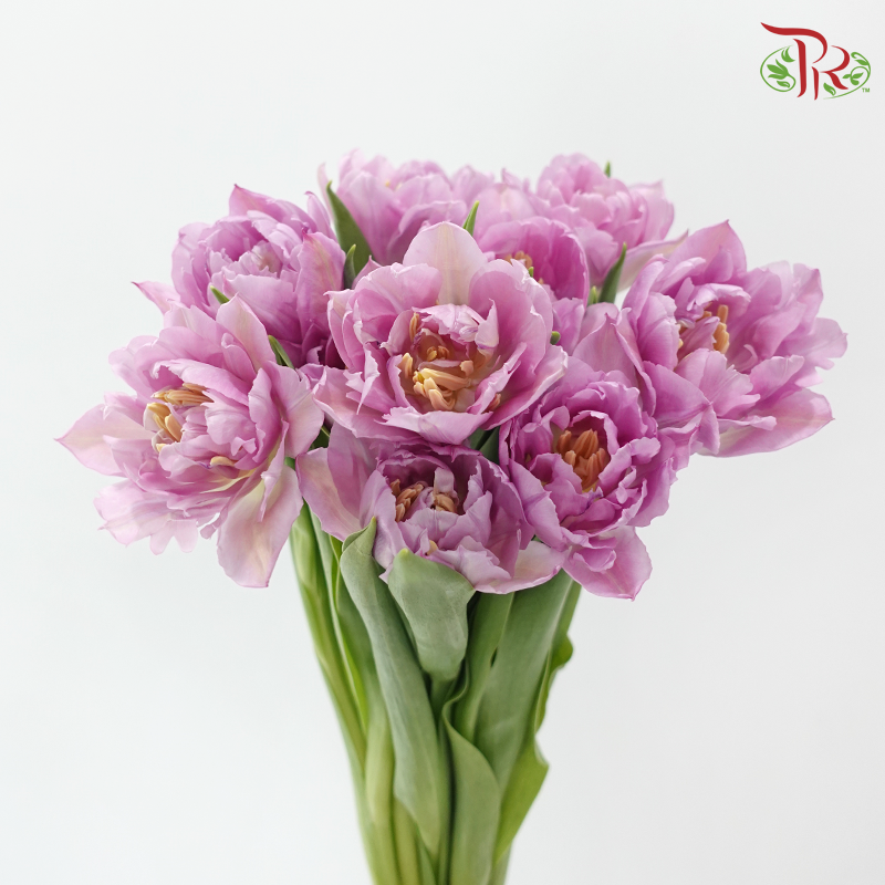 Tulip Double Petals Lilac (5 Stems / 10 Stems)-Netherland-prflorist.com.my