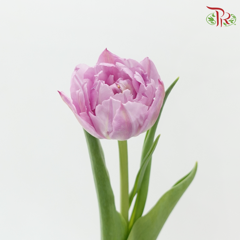 Tulip Double Petals Lilac (5 Stems / 10 Stems)-Netherland-prflorist.com.my