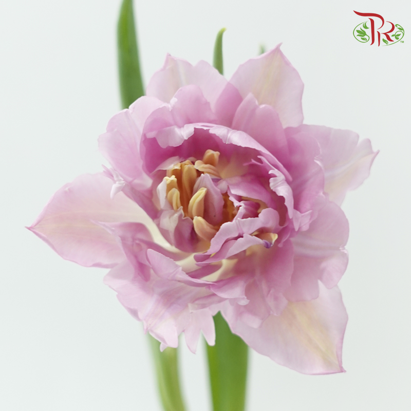 Tulip Double Petals Lilac (5 Stems / 10 Stems)-Netherland-prflorist.com.my