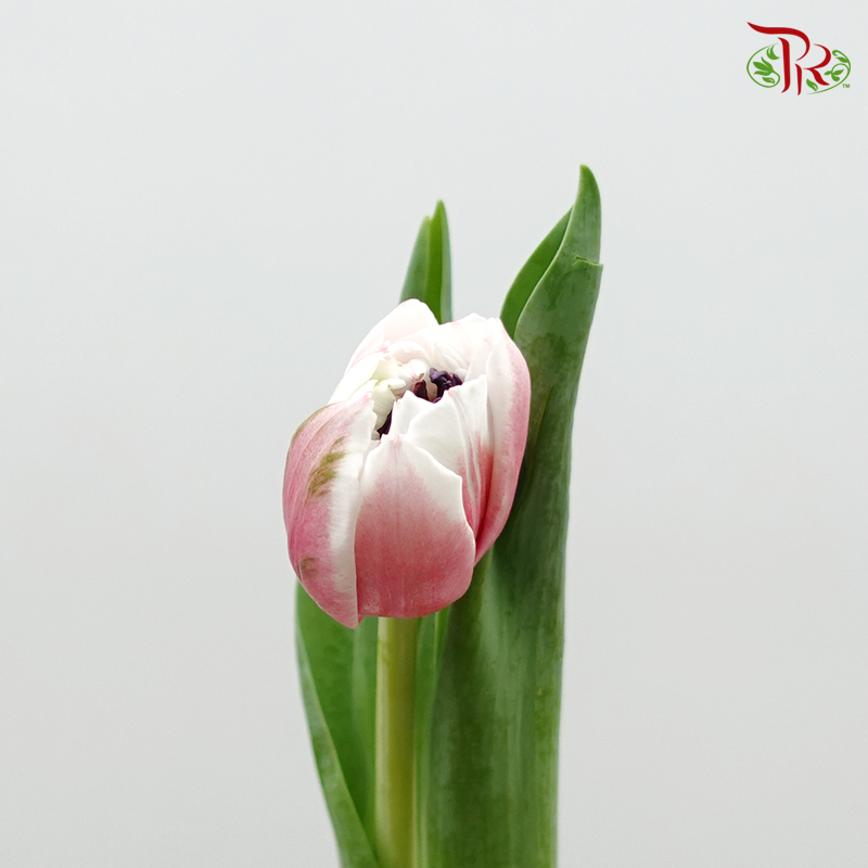 Tulip Double Petals Sambuca (5 Stems / 10 Stems)-Netherland-prflorist.com.my