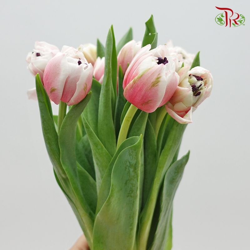 Tulip Double Petals Sambuca (5 Stems / 10 Stems)-Netherland-prflorist.com.my