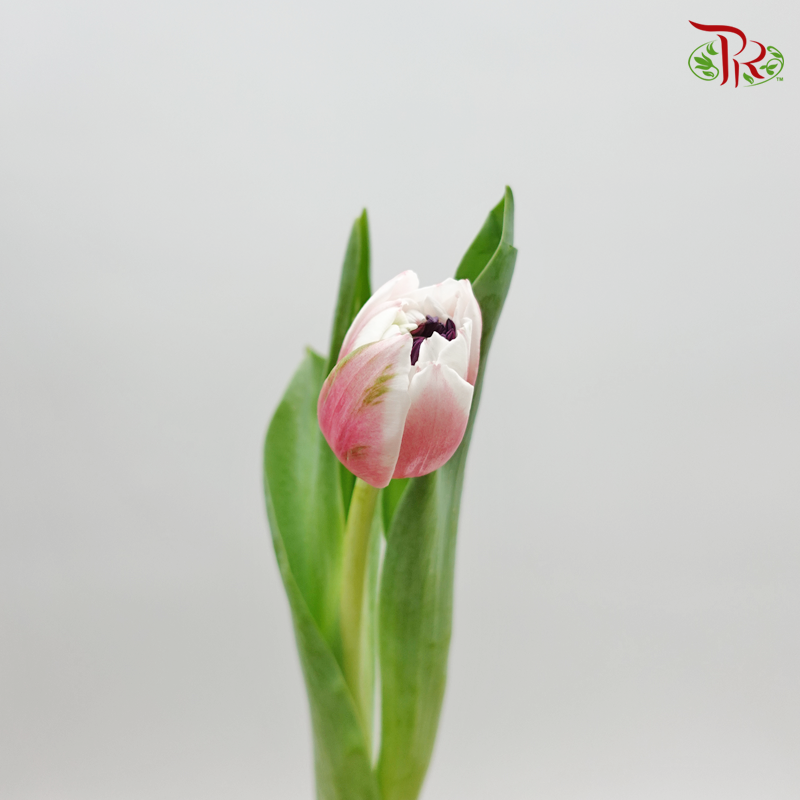 Tulip Double Petals Sambuca (5 Stems / 10 Stems)-Netherland-prflorist.com.my