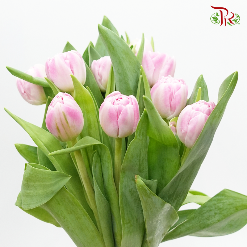 Tulip Double Petals- Voque (5 Stems / 10 Stems)-Netherland-prflorist.com.my
