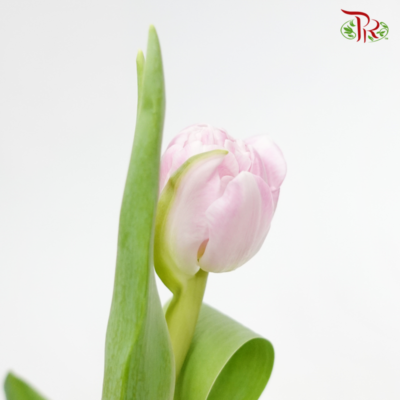 Tulip Double Petals- Voque (5 Stems / 10 Stems)-Netherland-prflorist.com.my