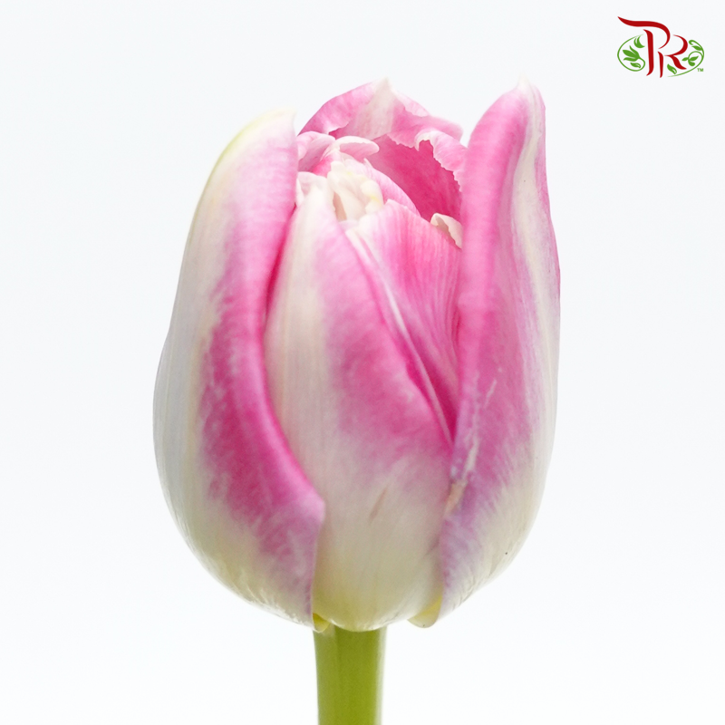 Tulip -Double Pink White (5 Stems / 10 Stems)-Netherland-prflorist.com.my