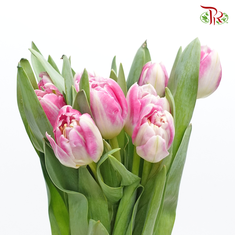 Tulip -Double Pink White (5 Stems / 10 Stems)-Netherland-prflorist.com.my