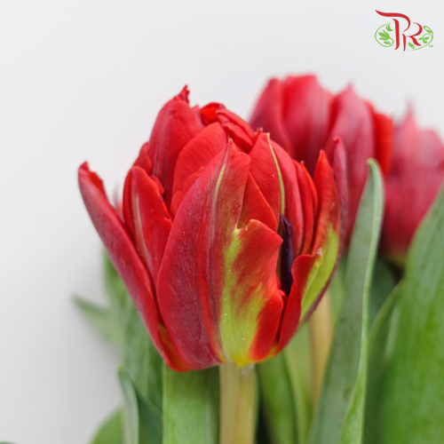 Tulip - Double Red Princess (5 Stems / 10 Stems)-Netherland-prflorist.com.my