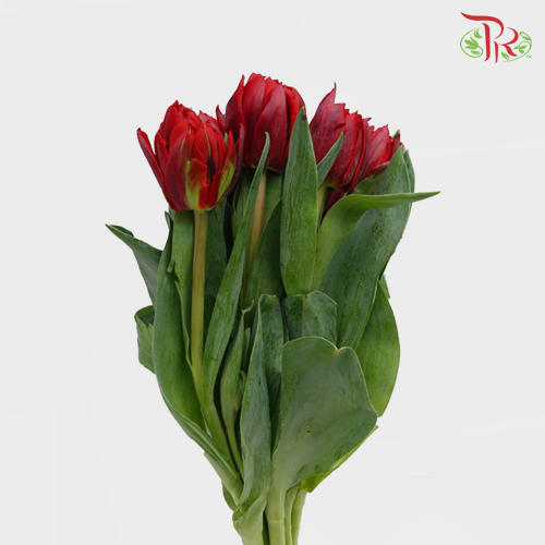 Tulip - Double Red Princess (5 Stems / 10 Stems)-Netherland-prflorist.com.my