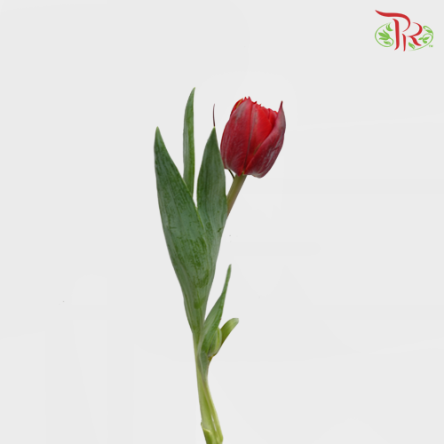 Tulip - Double Red Princess (5 Stems / 10 Stems)-Netherland-prflorist.com.my