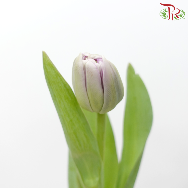 Tulip - Double Saigon (5 Stems / 10 Stems)-Netherland-prflorist.com.my