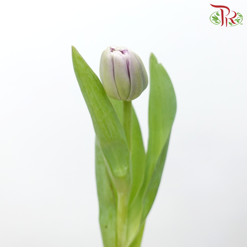 Tulip - Double Saigon (5 Stems / 10 Stems)-Netherland-prflorist.com.my