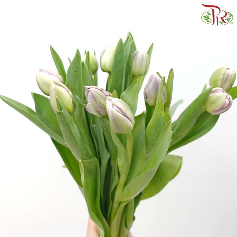 Tulip - Double Saigon (5 Stems / 10 Stems)-Netherland-prflorist.com.my