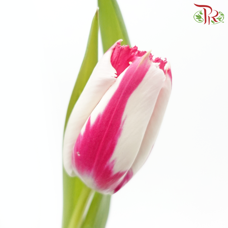 Tulip - Double Tone Pink With White (5 Stems / 10 Stems)-Netherland-prflorist.com.my