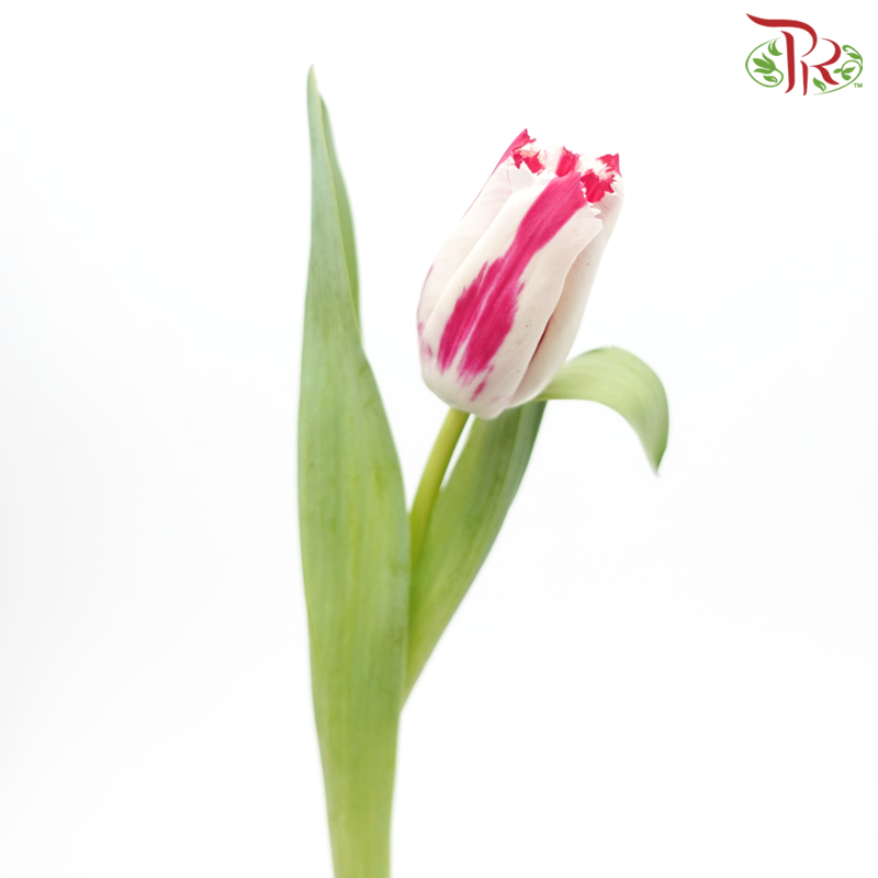 Tulip - Double Tone Pink With White (5 Stems / 10 Stems)-Netherland-prflorist.com.my