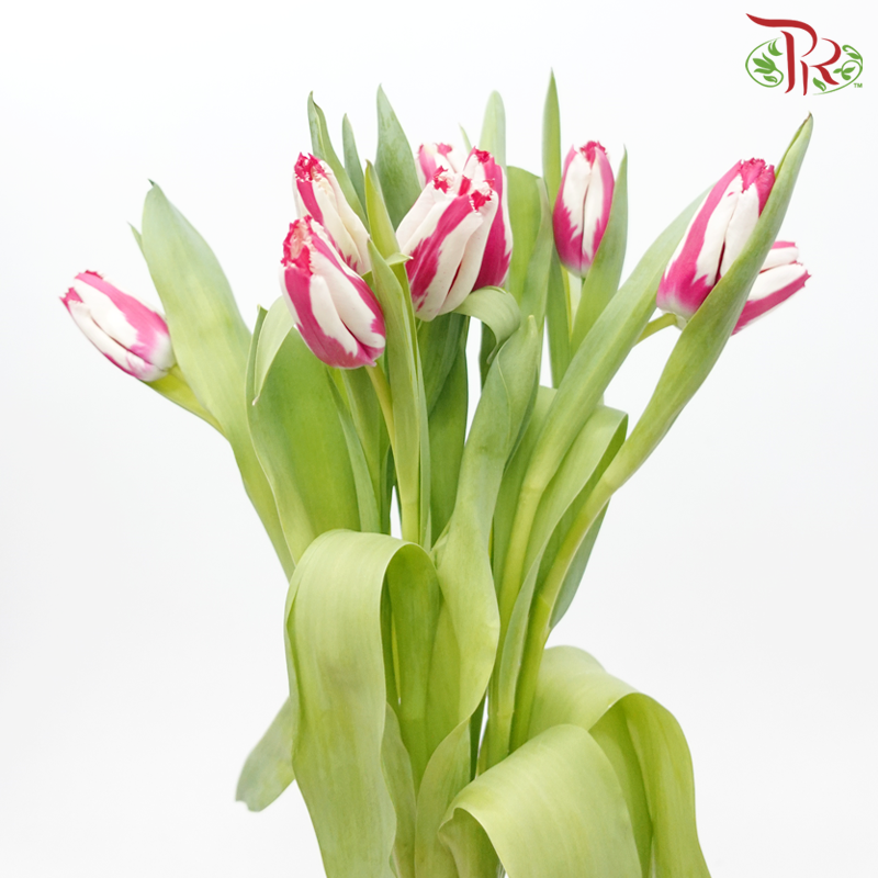Tulip - Double Tone Pink With White (5 Stems / 10 Stems)-Netherland-prflorist.com.my