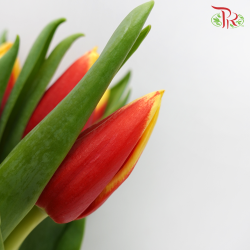 Tulip - Double Tone Yellow (5 Stems / 10 Stems)-Netherland-prflorist.com.my