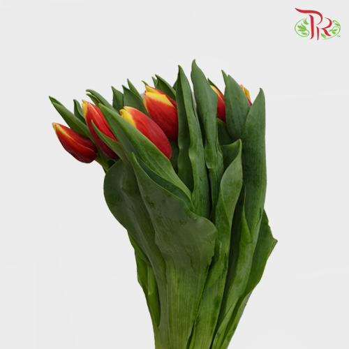 Tulip - Double Tone Yellow (5 Stems / 10 Stems)-Netherland-prflorist.com.my