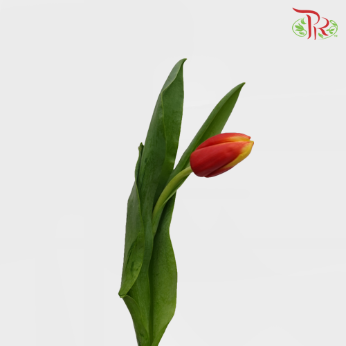 Tulip - Double Tone Yellow (5 Stems / 10 Stems)-Netherland-prflorist.com.my