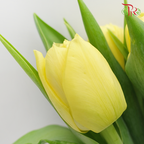 Tulip - Double Yellow (5 Stems / 10 Stems)-Netherland-prflorist.com.my