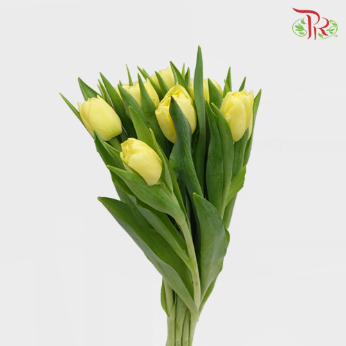 Tulip - Double Yellow (5 Stems / 10 Stems)-Netherland-prflorist.com.my