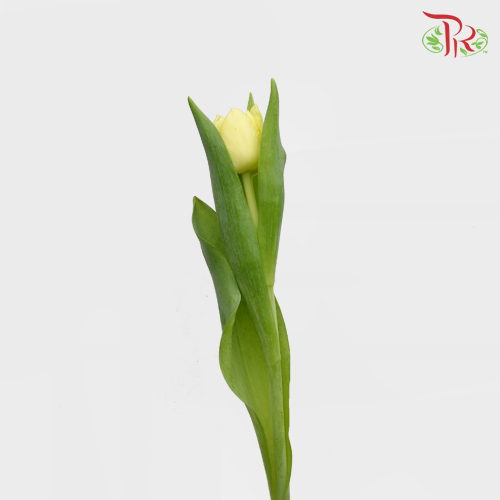 Tulip - Double Yellow (5 Stems / 10 Stems)-Netherland-prflorist.com.my