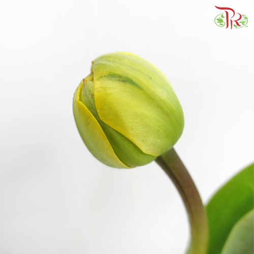 Tulip - Double Yellow Pompone (5 Stems / 10 Stems)-Netherland-prflorist.com.my