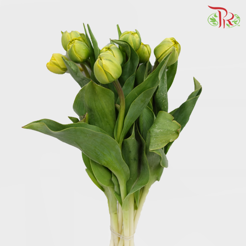 Tulip - Double Yellow Pompone (5 Stems / 10 Stems)-Netherland-prflorist.com.my