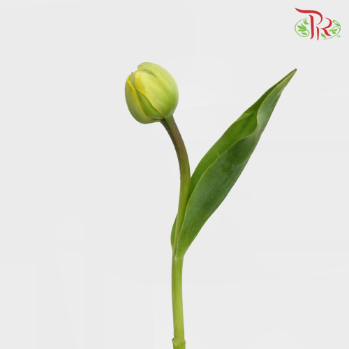 Tulip - Double Yellow Pompone (5 Stems / 10 Stems)-Netherland-prflorist.com.my