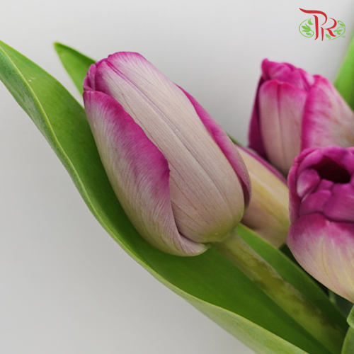Tulip - Dreaming Maid (5 Stems / 10 Stems)-Netherland-prflorist.com.my