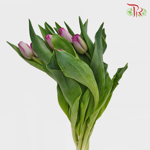 Tulip - Dreaming Maid (5 Stems / 10 Stems)-Netherland-prflorist.com.my