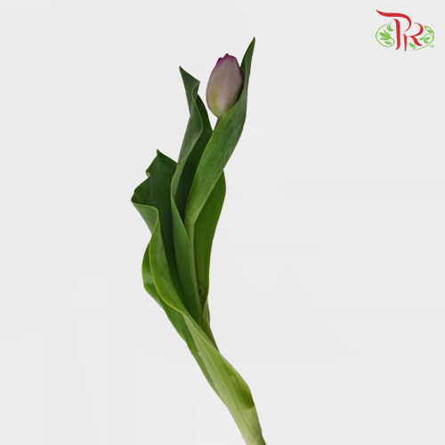 Tulip - Dreaming Maid (5 Stems / 10 Stems)-Netherland-prflorist.com.my
