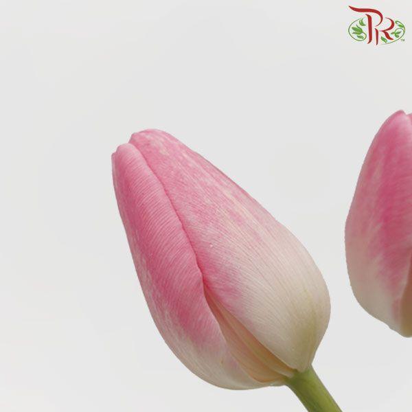 Tulip - Dynasty (5 Stems / 10 Stems)-Netherland-prflorist.com.my