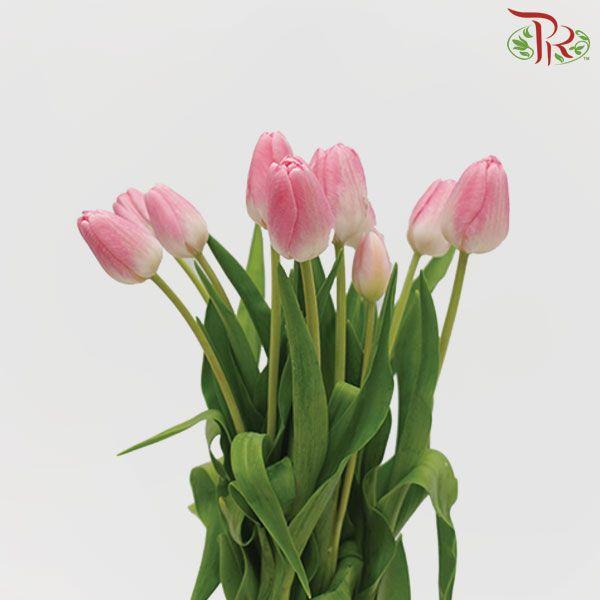 Tulip - Dynasty (5 Stems / 10 Stems)-Netherland-prflorist.com.my
