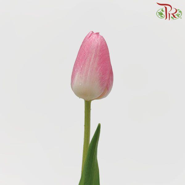 Tulip - Dynasty (5 Stems / 10 Stems)-Netherland-prflorist.com.my