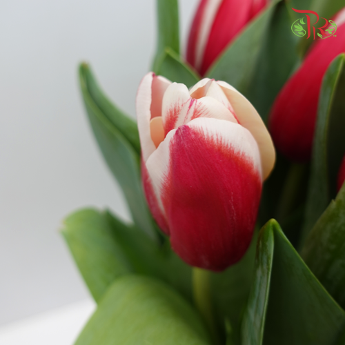 Tulip - Energy 4All (5 Stems / 10 Stems)-Netherland-prflorist.com.my
